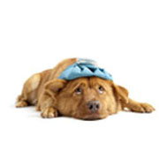 Quality of Life Improvement with Cushing's Disease