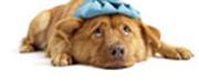 Quality of Life Improvement with Cushing's Disease