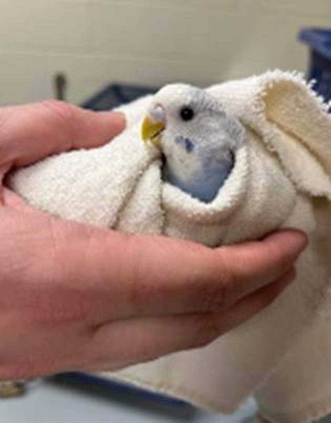 19 birds, 1 cat abandoned outside Ann Arbor humane society