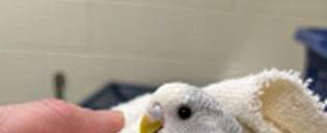 19 birds, 1 cat abandoned outside Ann Arbor humane society