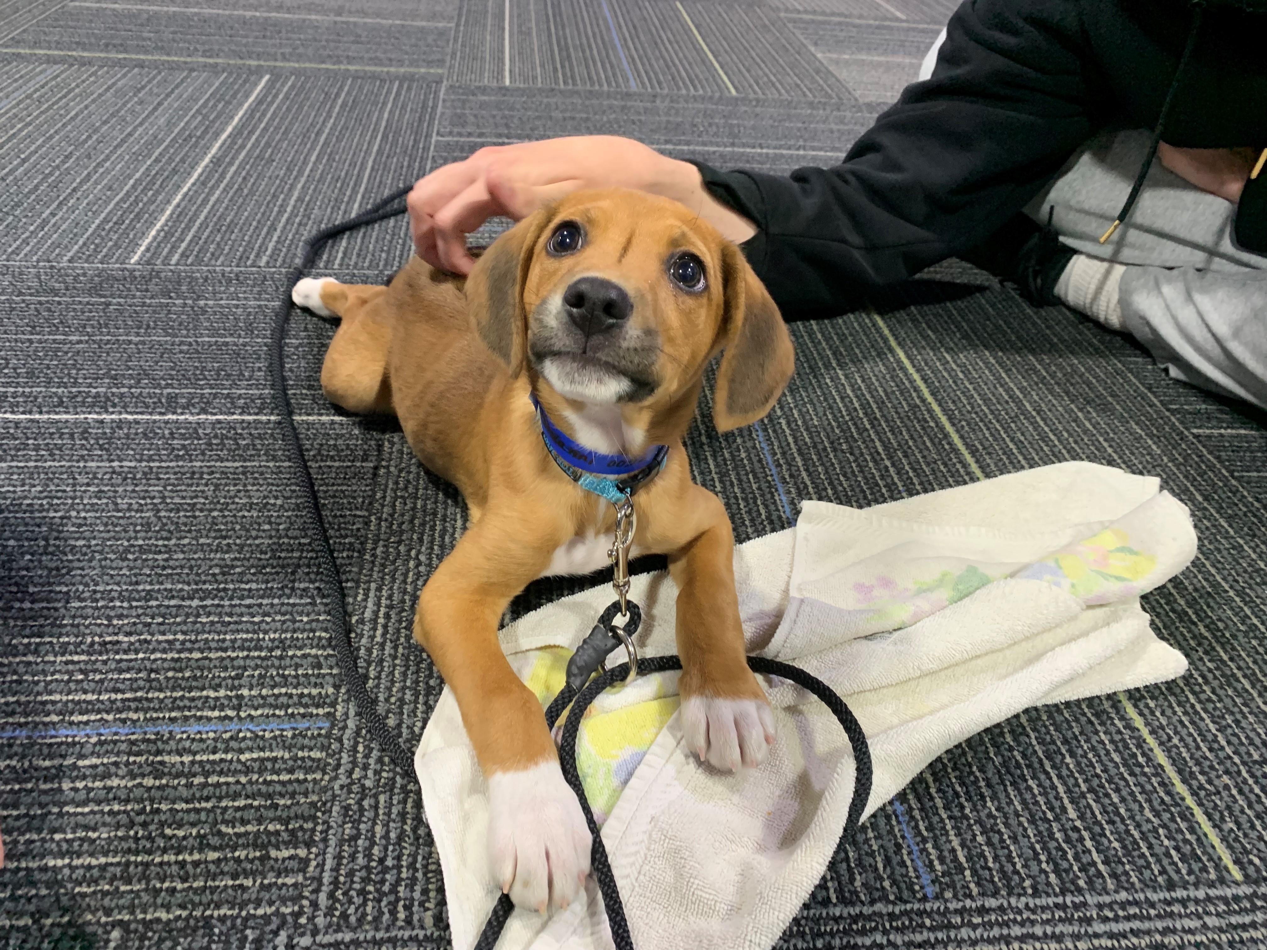 Meet CBS 58's Pet of the Week, Giovanni!