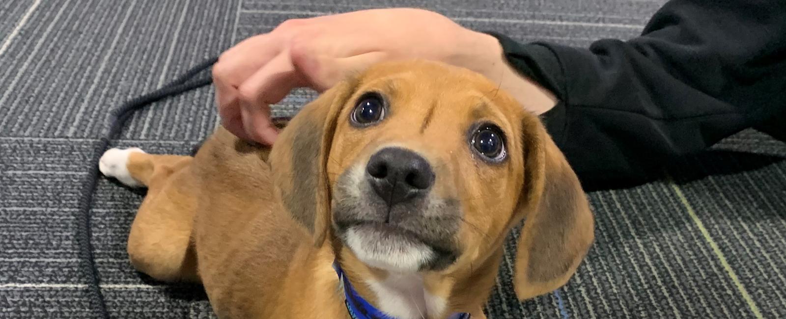 Meet CBS 58's Pet of the Week, Giovanni!