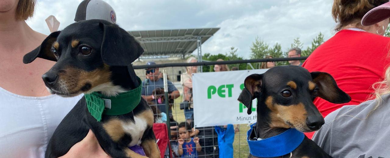 Buda Wiener Dog Races happening Saturday
