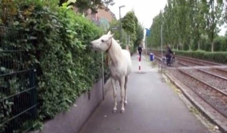 Horse Goes On A Walk Alone Every Day For 14 Years, Receives Pets And Treats From Residents