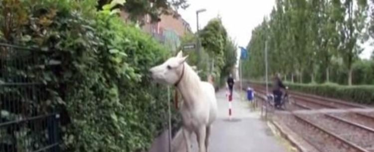 Horse Goes On A Walk Alone Every Day For 14 Years, Receives Pets And Treats From Residents