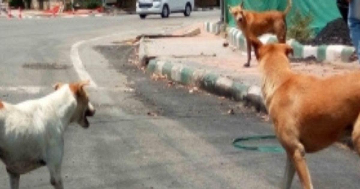 Runaway boy mauled to death by stray dogs in UP