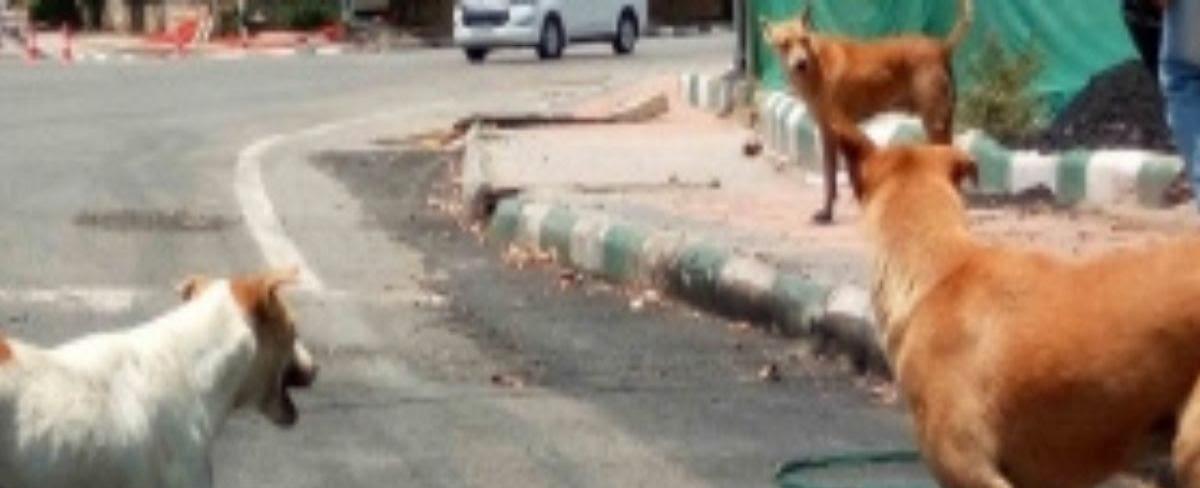 Runaway boy mauled to death by stray dogs in UP