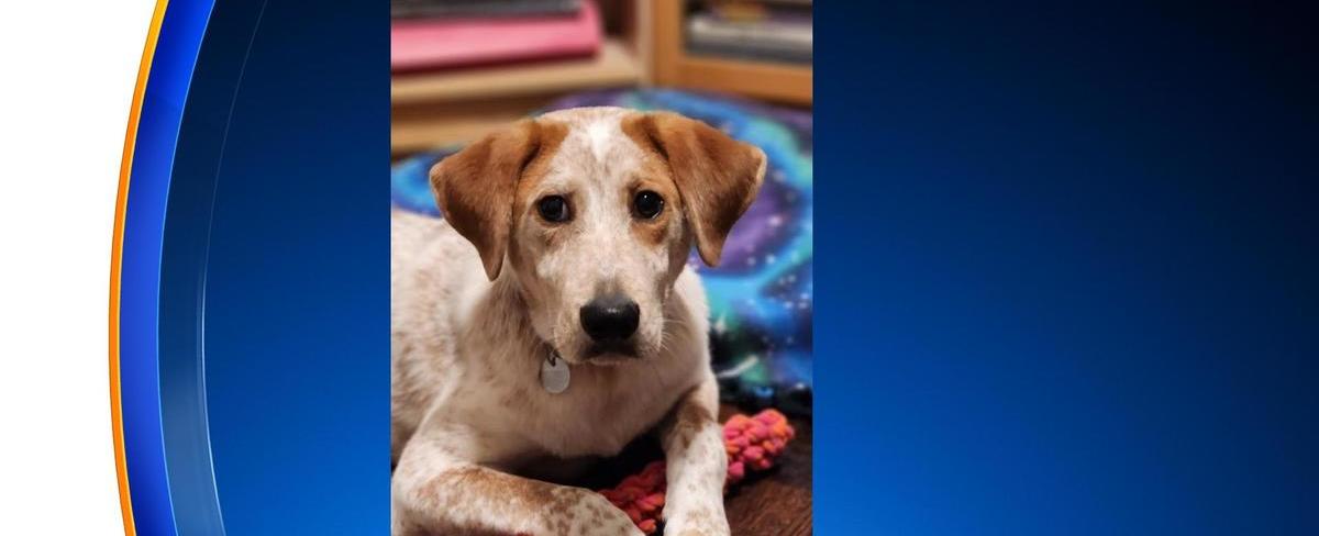 PAWS Pet of the Week: Garbo