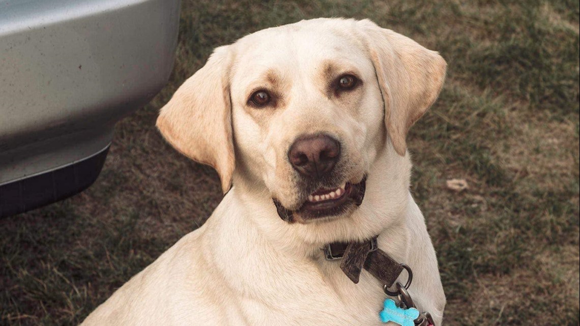 Suspect sought after beloved dog fatally shot near Long Prairie