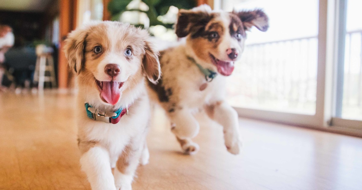 5 things a vet would never do as a pet owner