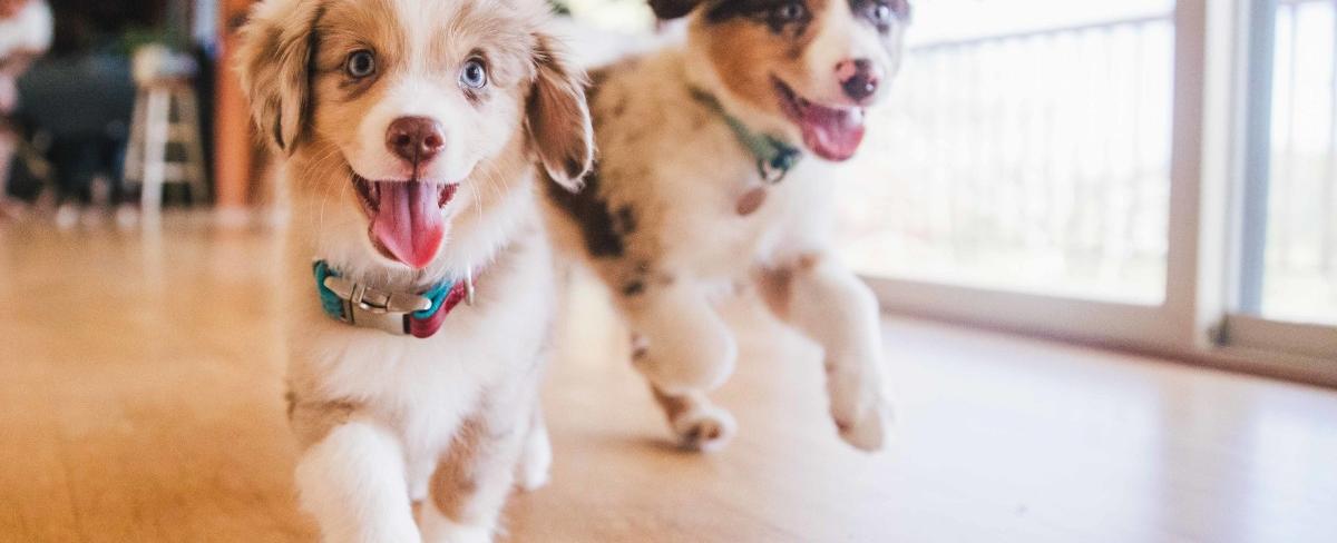 5 things a vet would never do as a pet owner