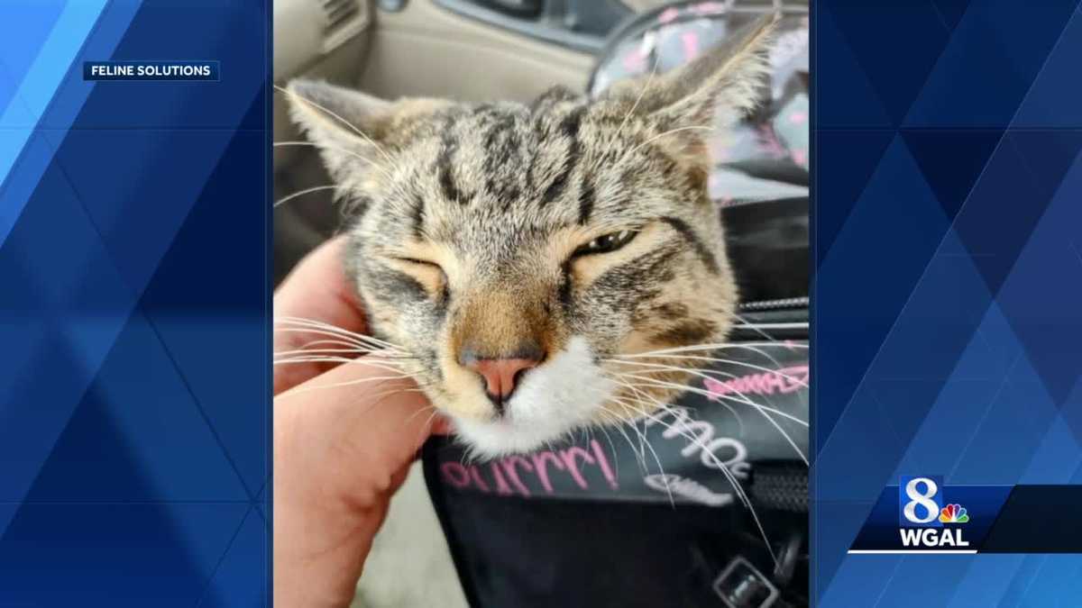 Cat rescued from pipe