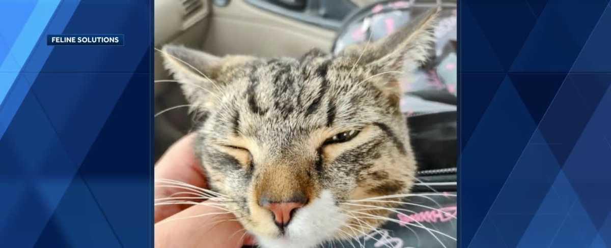 Cat rescued from pipe