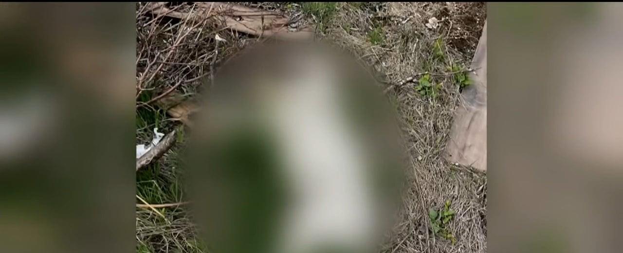 6 Dead Dogs Discovered at Dump Site Underneath Oklahoma City Overpass