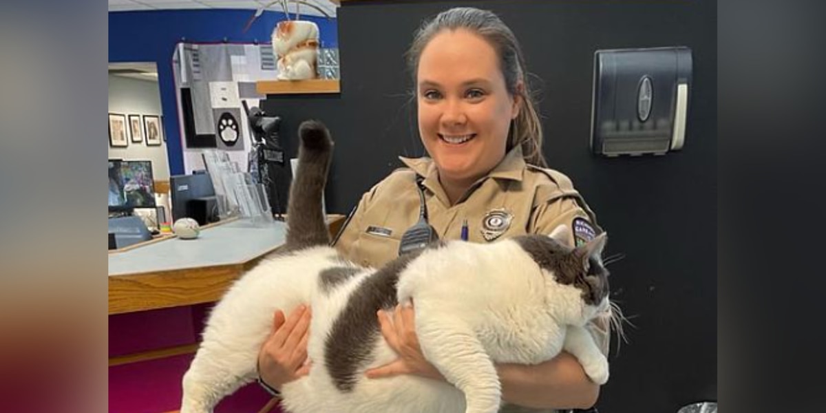‘We love that belly’: 40-pound cat finds forever home after gaining online audience