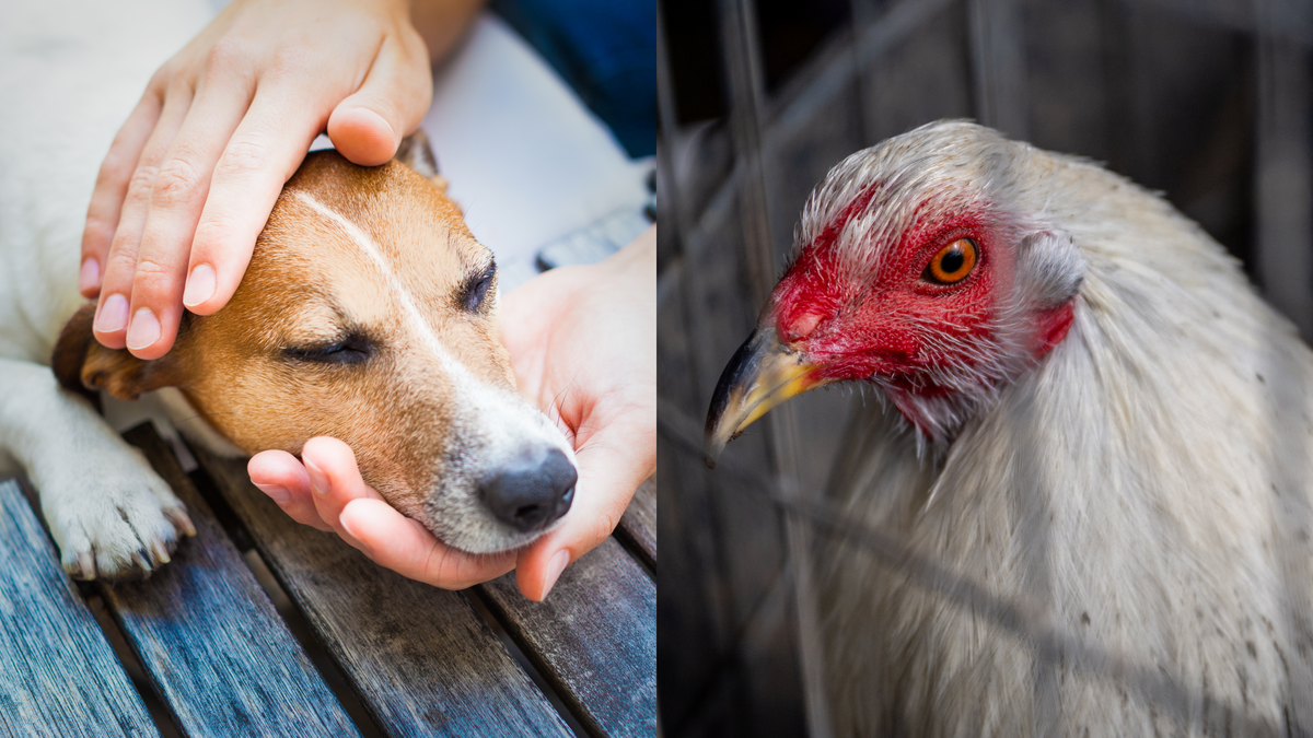 Pet Dog Dies of Bird Flu After 'Chewing on a Wild Goose'
