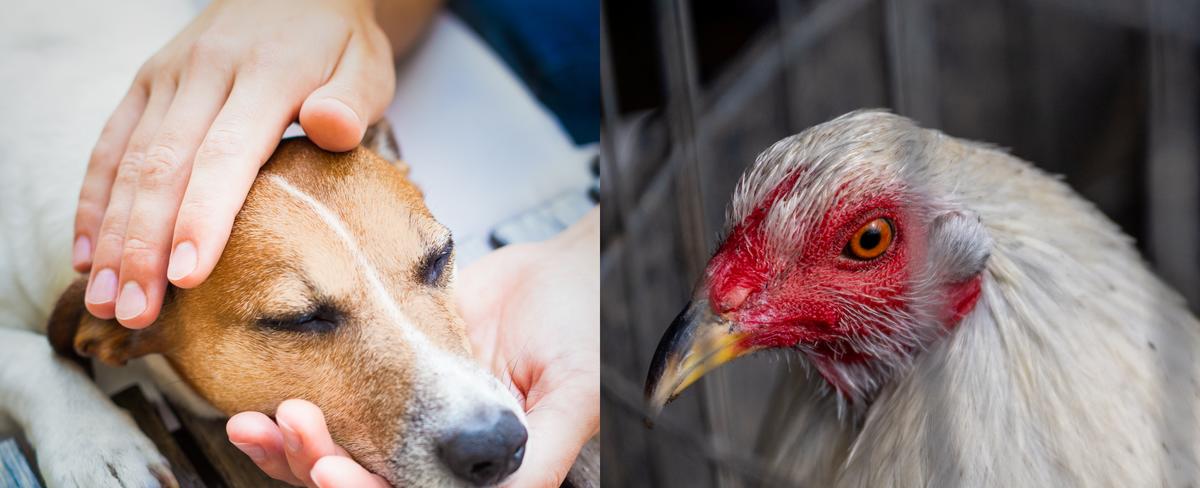 Pet Dog Dies of Bird Flu After 'Chewing on a Wild Goose'