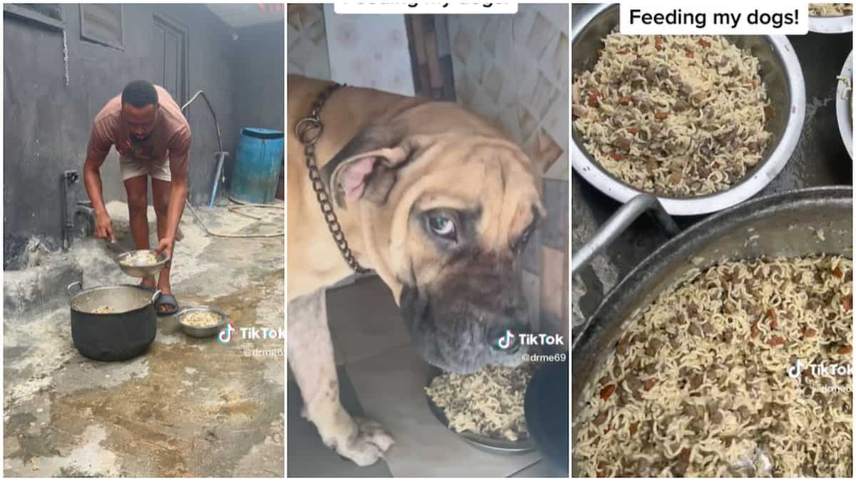 “They Are Enjoying Pass Me”: Nigerian Man Serves His Dogs Noodles, Kebbies & Chicken in Cute Video