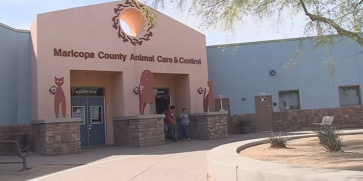 Maricopa County animal shelter to waive adoption fees for dogs 6 months and older