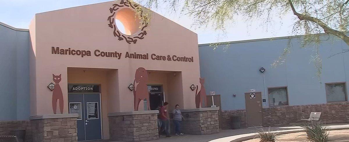 Maricopa County animal shelter to waive adoption fees for dogs 6 months and older