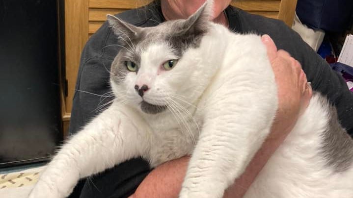 40-pound cat, Patches, adopted at Richmond, Virginia, animal shelter
