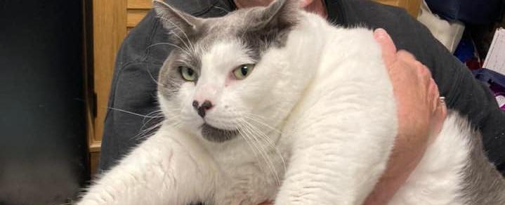 40-pound cat, Patches, adopted at Richmond, Virginia, animal shelter
