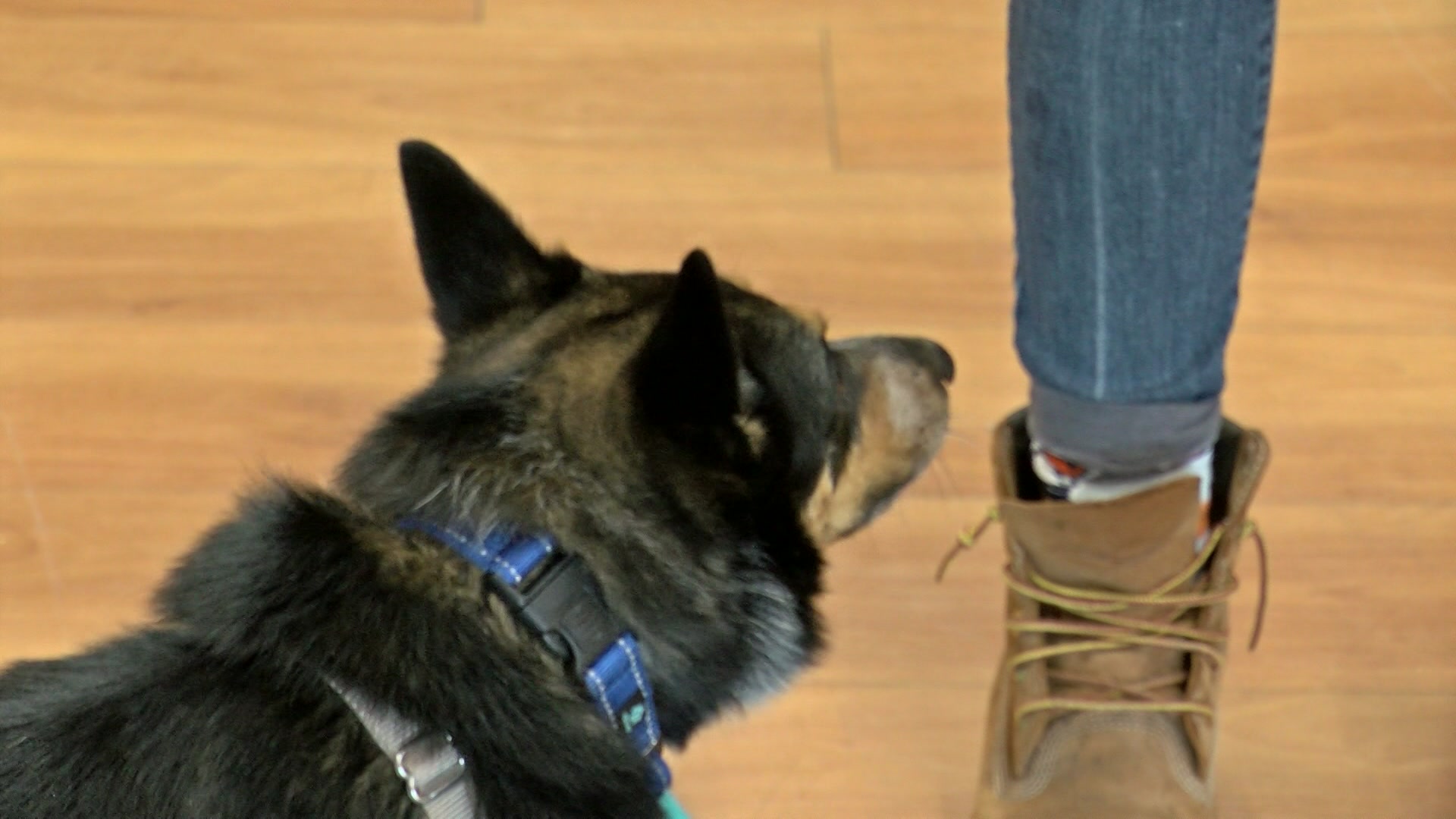 Carroll University holds HAWS dogs graduation day
