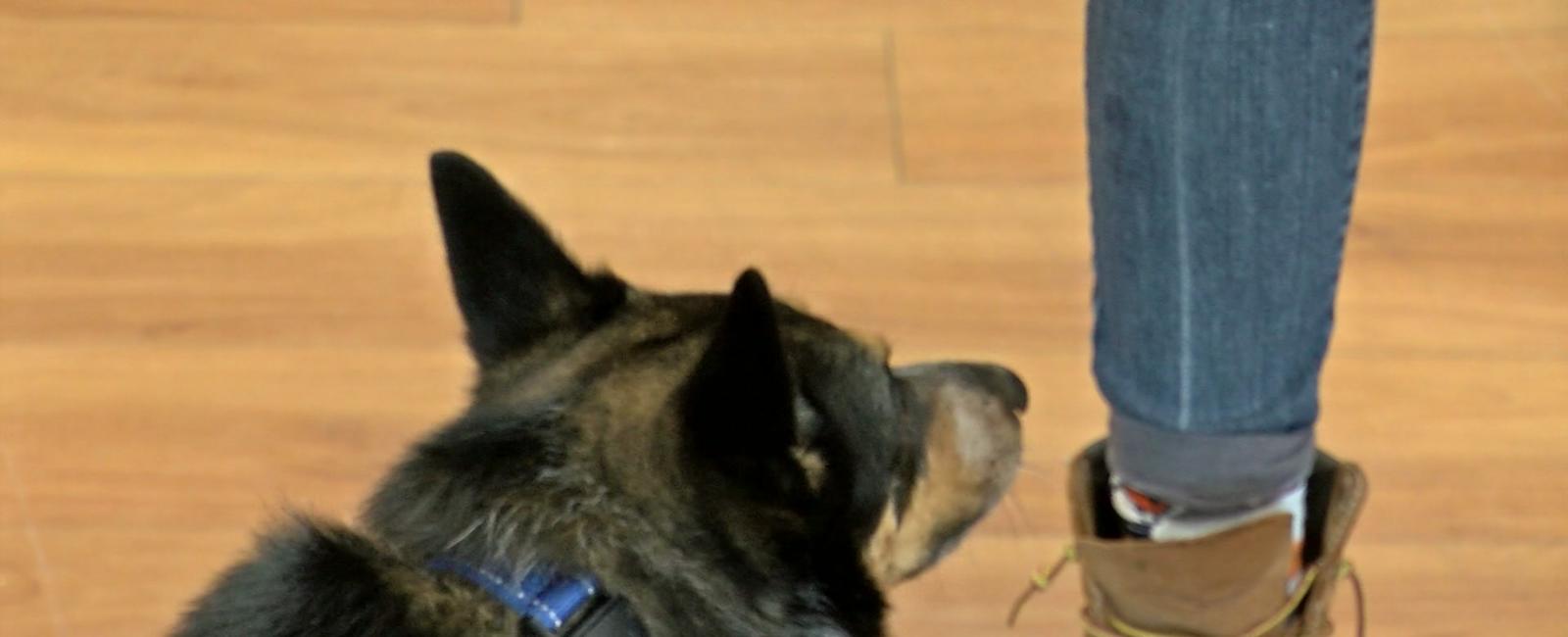 Carroll University holds HAWS dogs graduation day