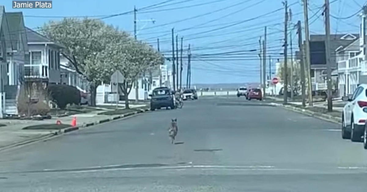 Coyote spotted in North Wildwood, pet owners warned to keep animals inside