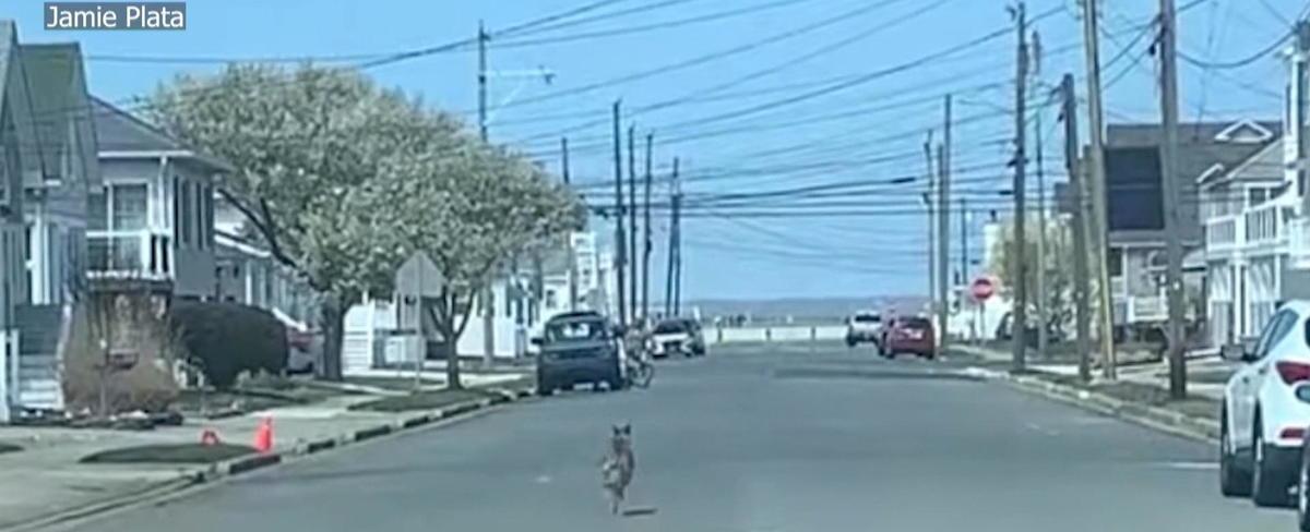 Coyote spotted in North Wildwood, pet owners warned to keep animals inside