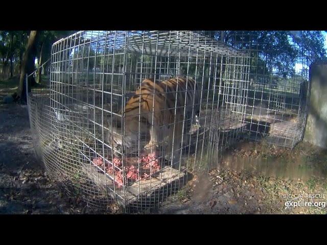 Big breakfast, clean plate! Jasmine tiger at Big Cat Rescue.