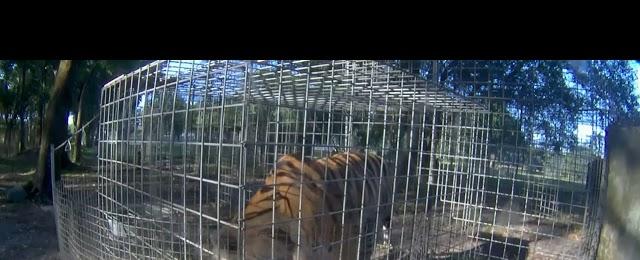 Big breakfast, clean plate! Jasmine tiger at Big Cat Rescue.