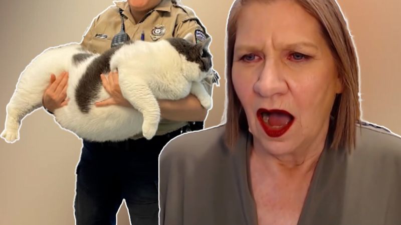 Enormous cat stuns CNN reporter | CNN