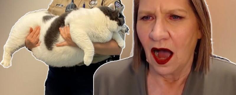 Enormous cat stuns CNN reporter | CNN