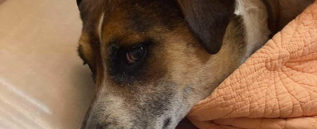 South Carolina: Deputy saves dog stuck in woods, injured