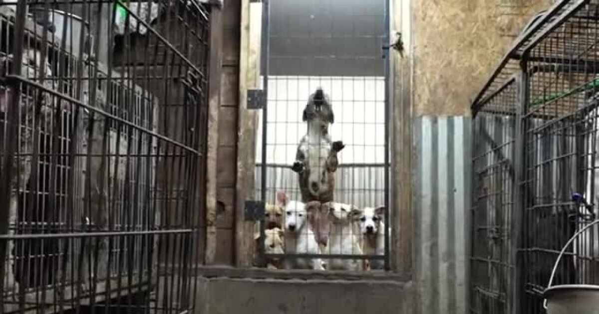 Harbor Humane: Dogs saved from Norton Shores rescue finally ready for adoption