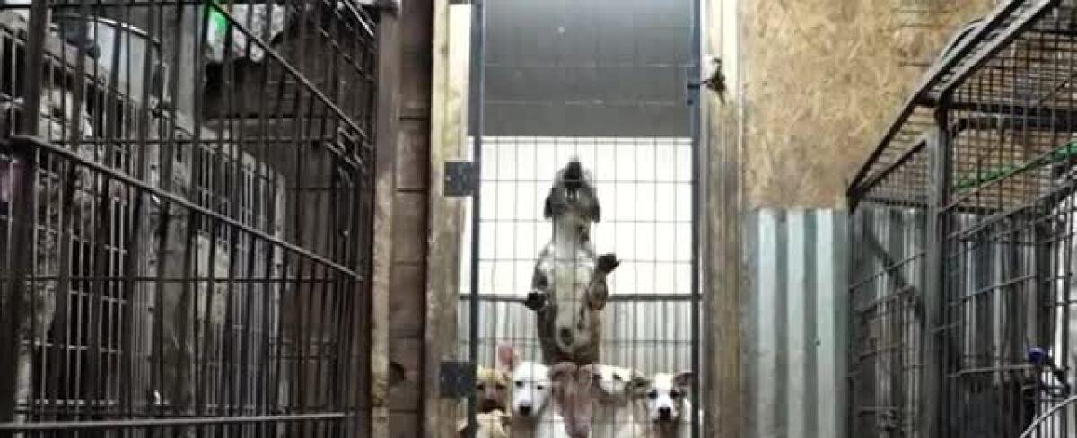 Harbor Humane: Dogs saved from Norton Shores rescue finally ready for adoption