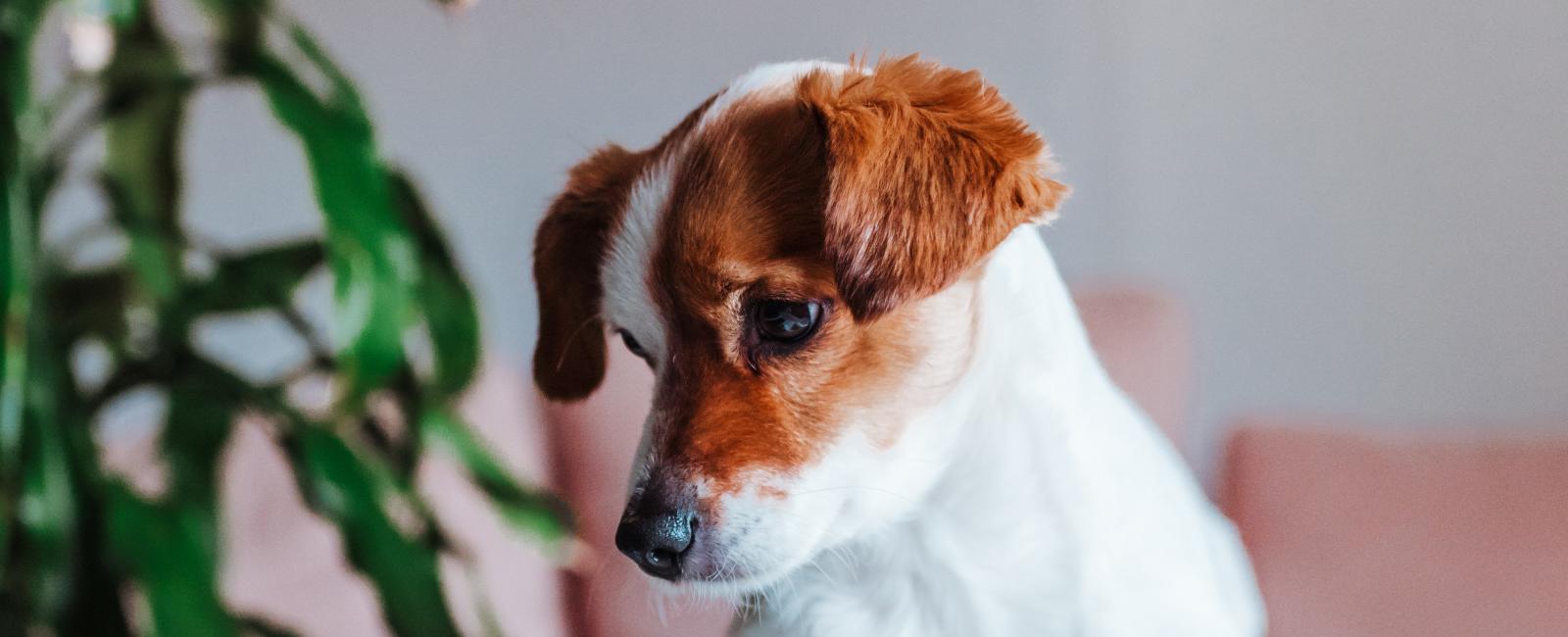 Dogs Who Are 'Long-Distance Besties' and Miss Each Other Have Video Call