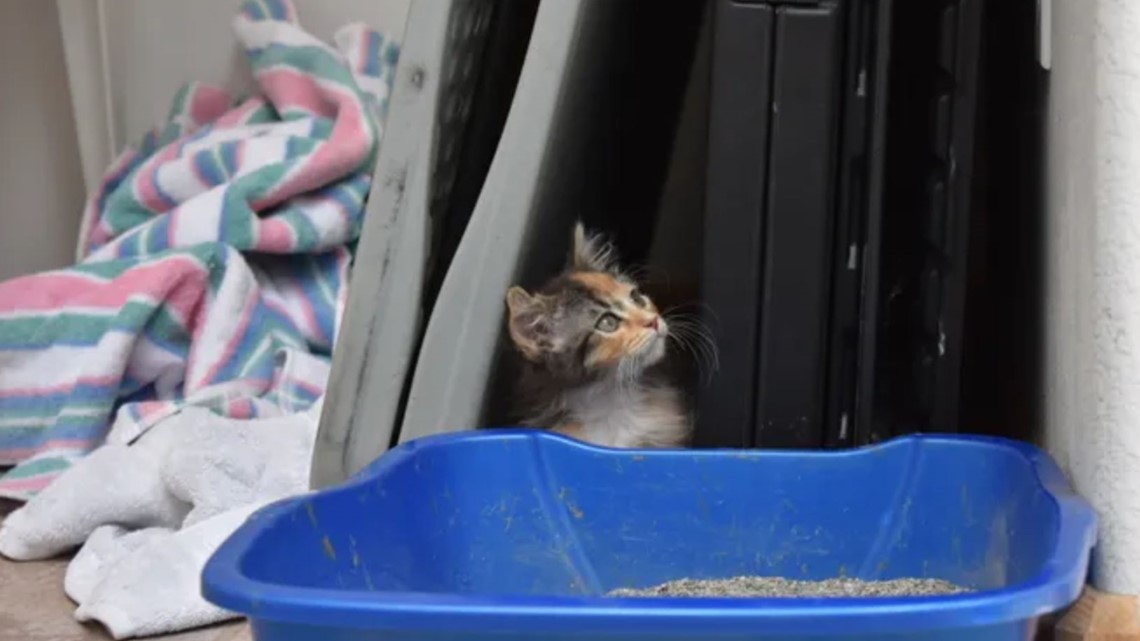 Extremely rare male calico kitten lands at Colorado shelter