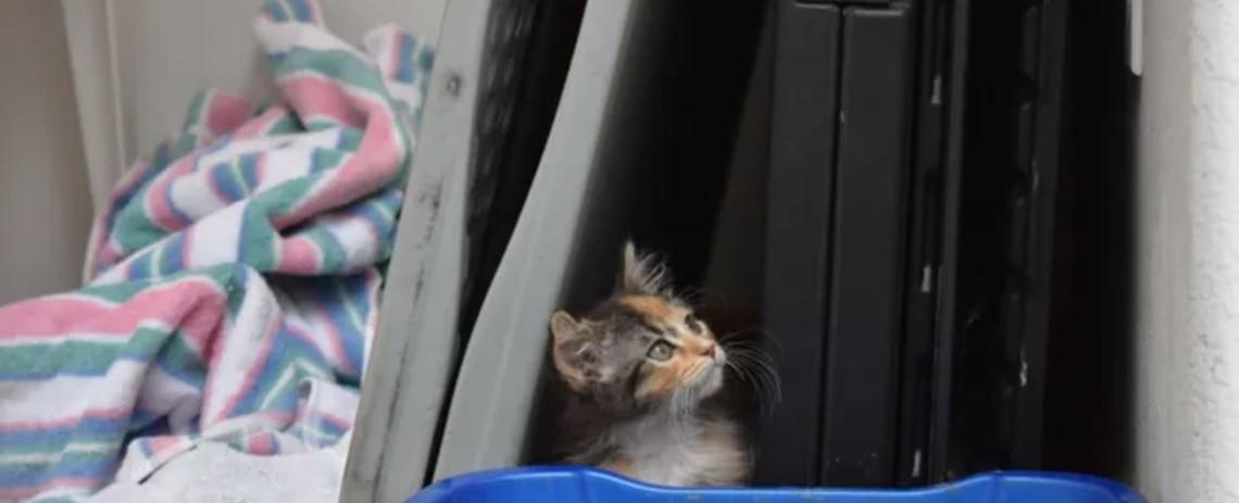 Extremely rare male calico kitten lands at Colorado shelter