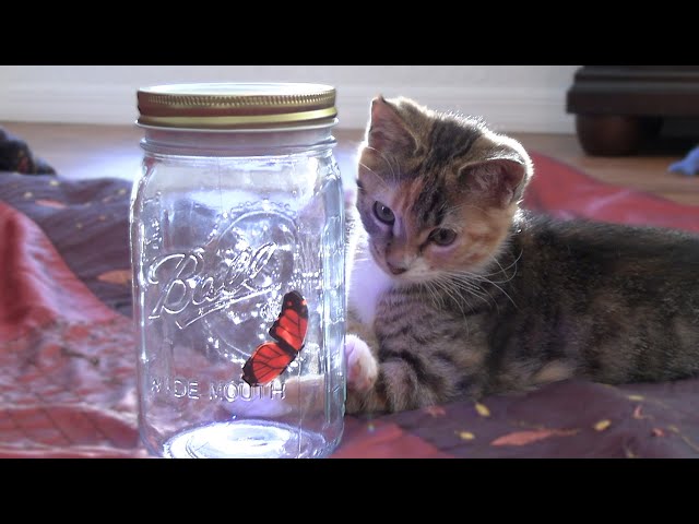 Cute Kittens React to Meeting a Butterfly