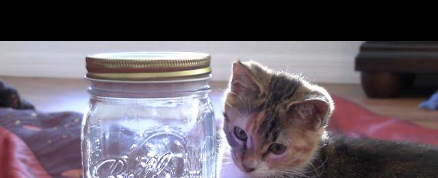 Cute Kittens React to Meeting a Butterfly
