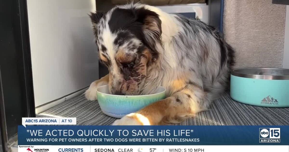 Dog will need surgery after rattlesnake bite
