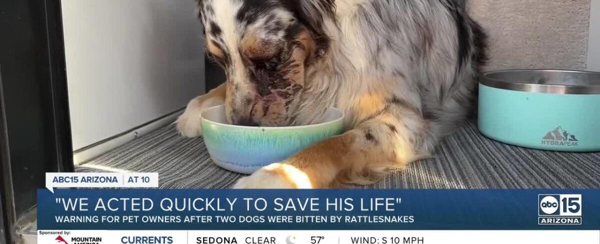 Dog will need surgery after rattlesnake bite