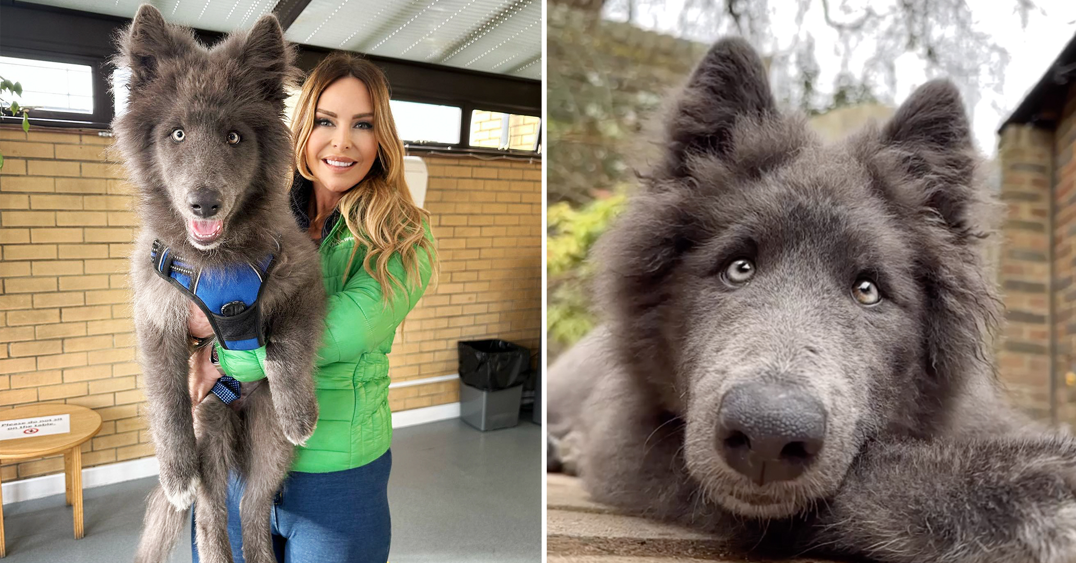 This Rare Giant ‘Blue Wolfdog’ Is Goofy and Fun—but Can’t Be Everyone’s Pet, Here’s Why: VIDEO