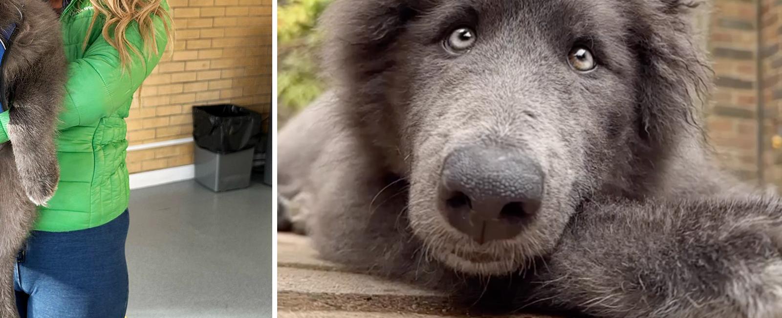 This Rare Giant ‘Blue Wolfdog’ Is Goofy and Fun—but Can’t Be Everyone’s Pet, Here’s Why: VIDEO