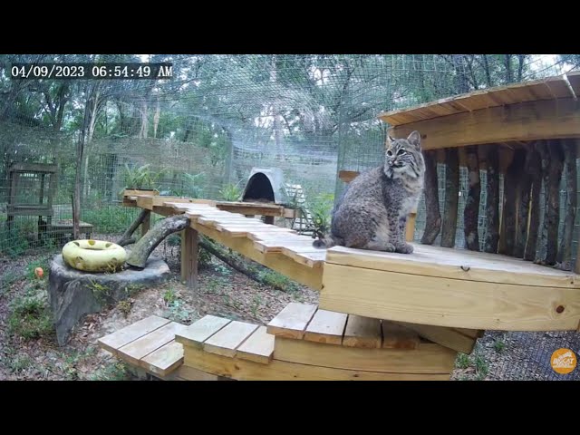 Hoppy Easter little fluff bunny. Summer bobcat at Big Cat Rescue.