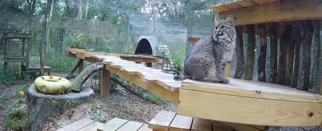 Hoppy Easter little fluff bunny. Summer bobcat at Big Cat Rescue.