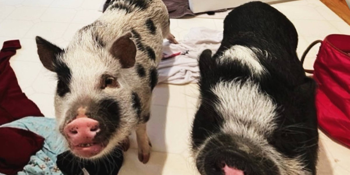 $5,000 reward offered in shooting of two pet pigs