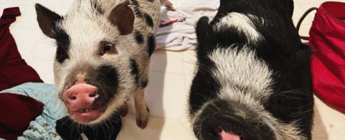 $5,000 reward offered in shooting of two pet pigs